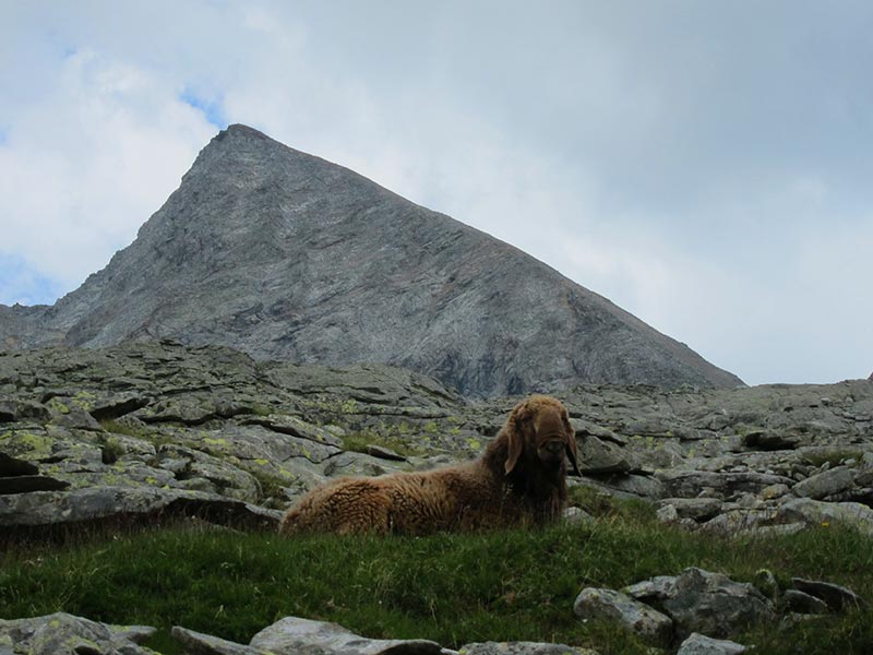 gelttalspitze